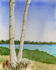 Birch Tree